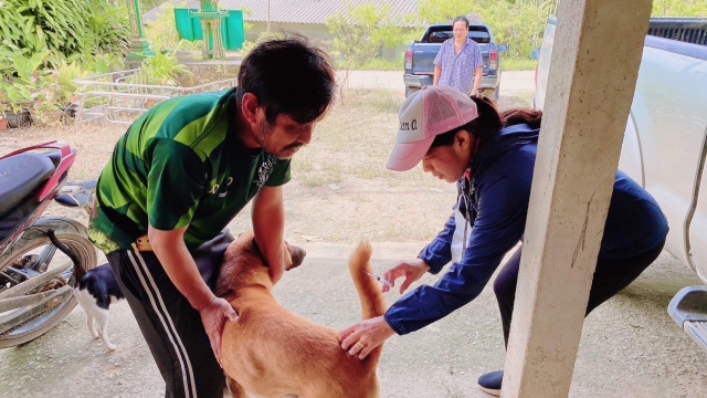 ภาพกิจกรรมโครงการสัตว์ปลอดโรค คนปลอดภัย ประจำปีงบประมาณ พ.ศ.2566